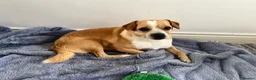 Mixed Breed dogs for sale: Pug cross (pixie,Dusty,Roxie) - Advert 2