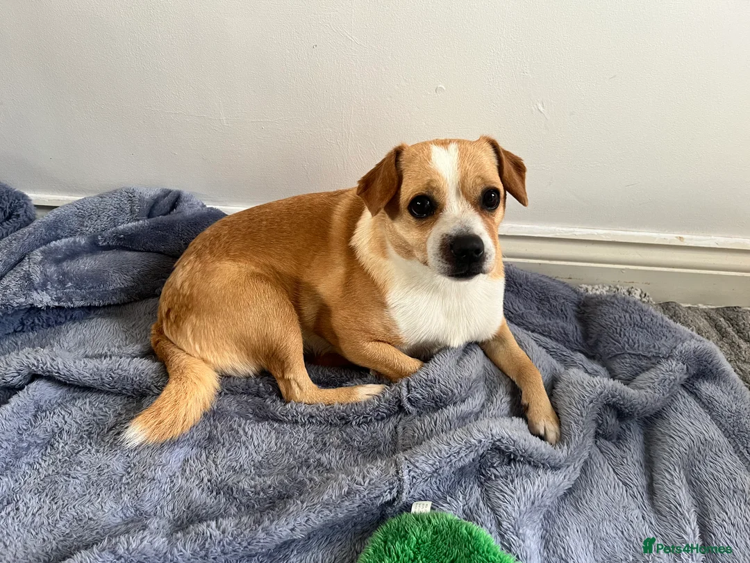 Mixed Breed dogs for sale: Pug cross (pixie,Dusty,Roxie) - Advert 2
