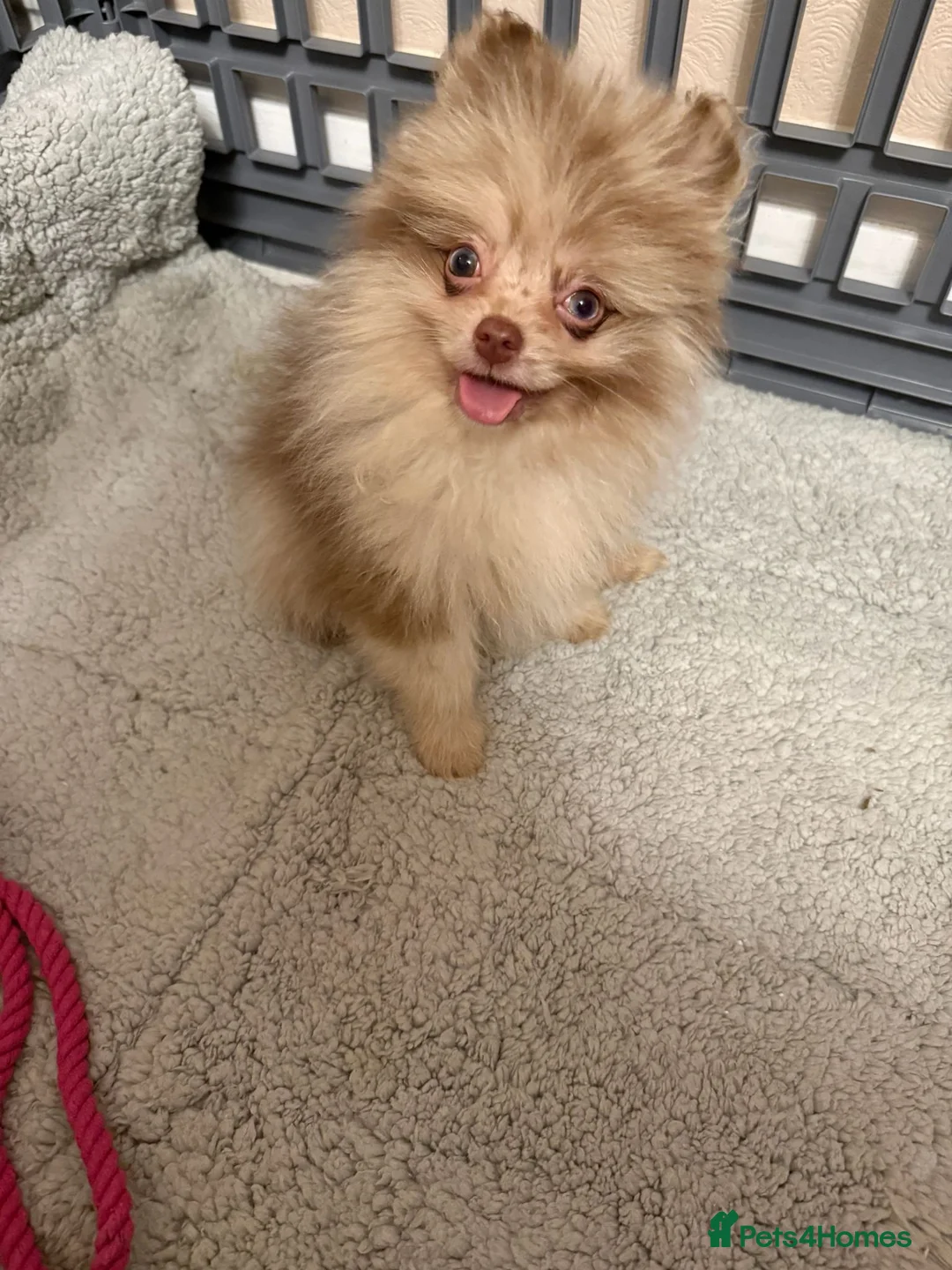 Pomchi dogs for sale: Beautiful pomeranian puppies  - Advert 2