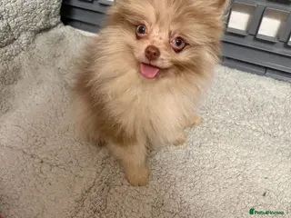 Pomchi dogs Beautiful pomeranian puppies - Advert 3