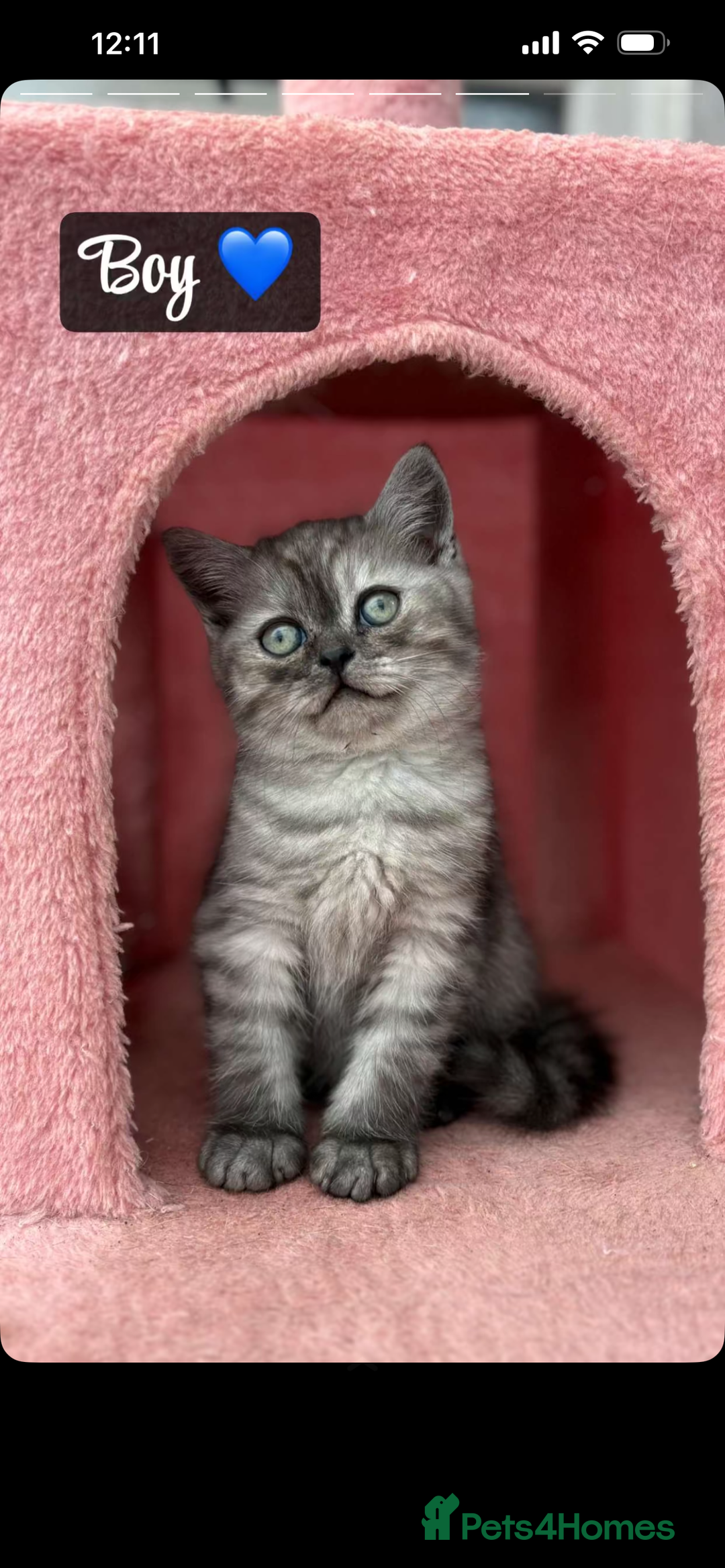 Mixed Breed cats for sale: Mixed breed  - Advert 1