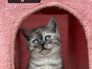 Mixed Breed cats Mixed breed - Advert 4