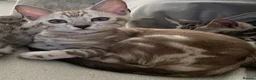 Bengal cats for sale: 🌟pedigree bengal kittens🌟 - Advert 7