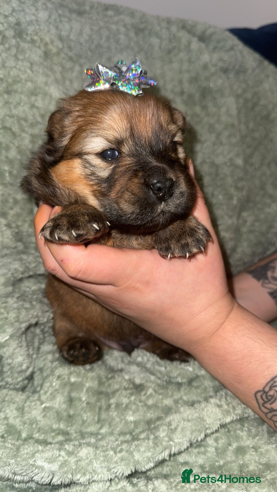 Chow Chow dogs for sale: Chow chow puppies  - Advert 11