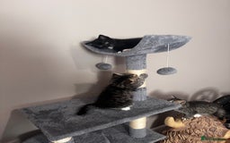 Mixed Breed cats for sale: Kittens  - Image 4