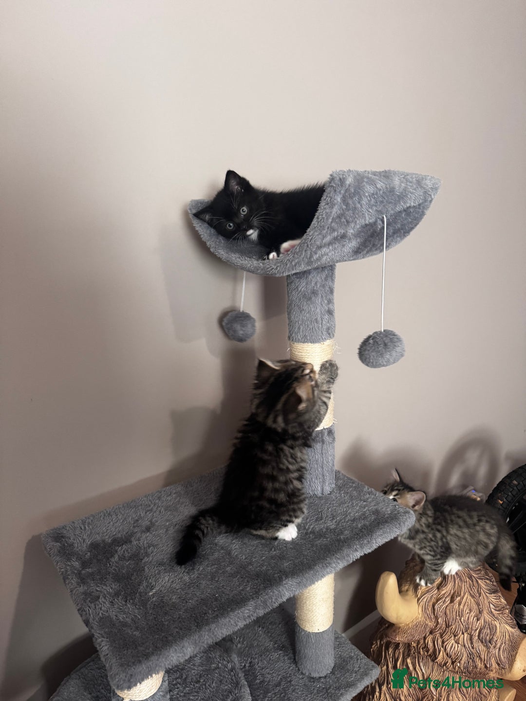 Mixed Breed cats for sale: Kittens  - Image 4