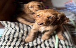 Cocker Spaniel dogs for sale: 2 x Show cocker spaniels (Red) - Image 19