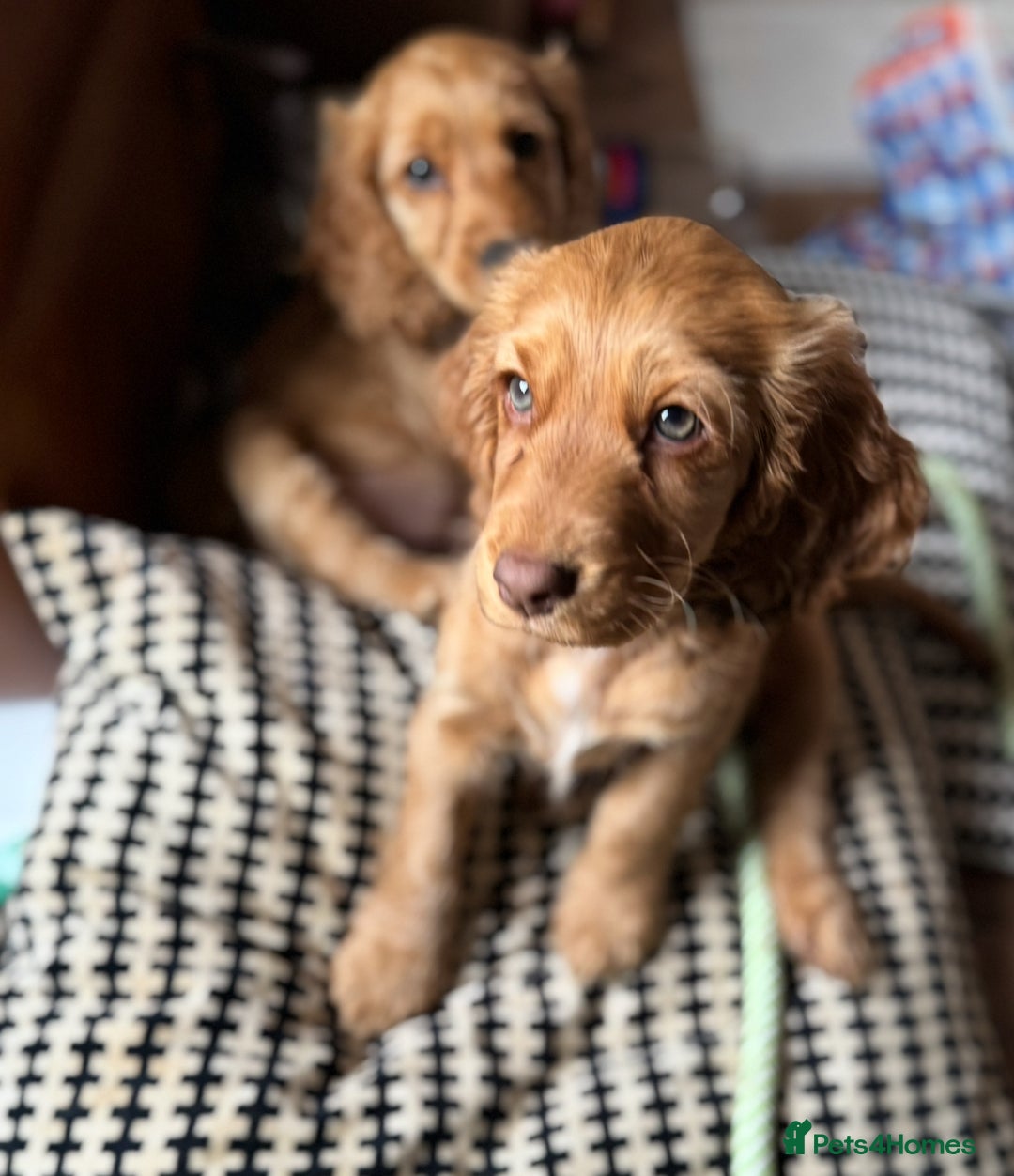 Cocker Spaniel dogs for sale: 2 x Show cocker spaniels (Red) - Image 19