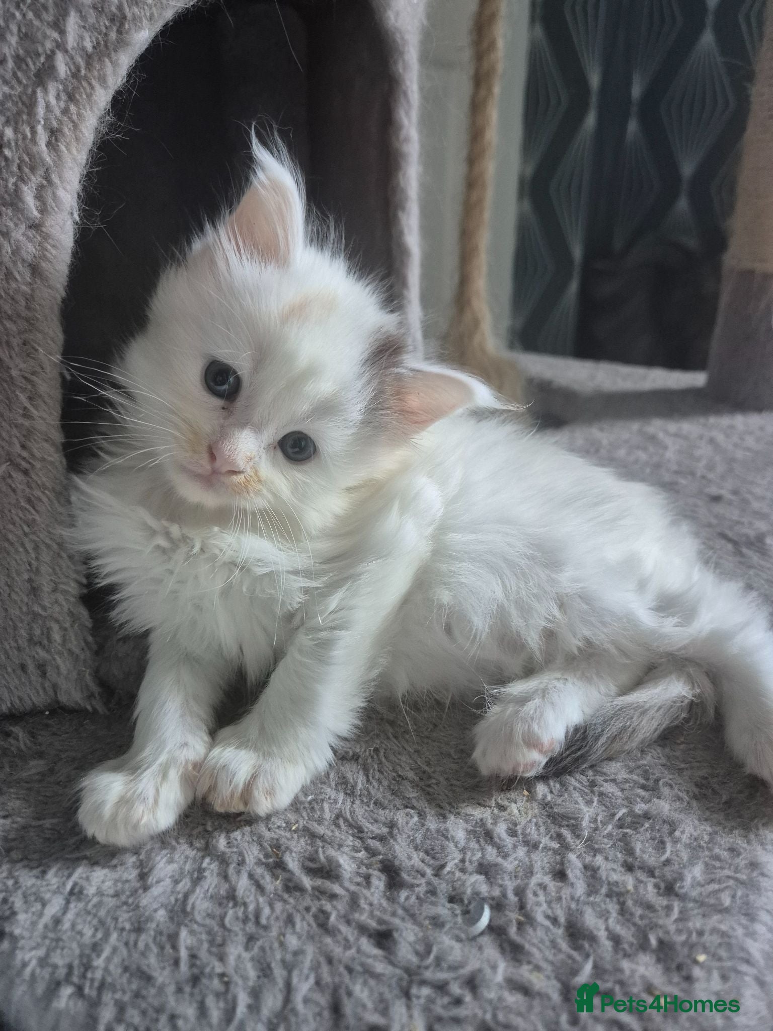 Maine Coon cats Tica Registered Kittens - Advert 2