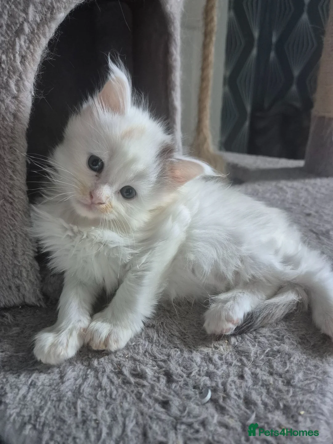 Maine Coon cats for sale: Tica Registered Kittens - Advert 2