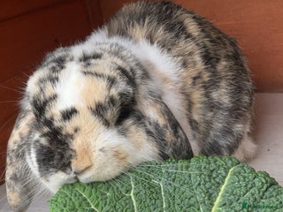 Dwarf Lop rabbits - Advert 1