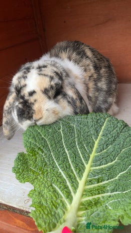 Dwarf Lop rabbits - Advert 1