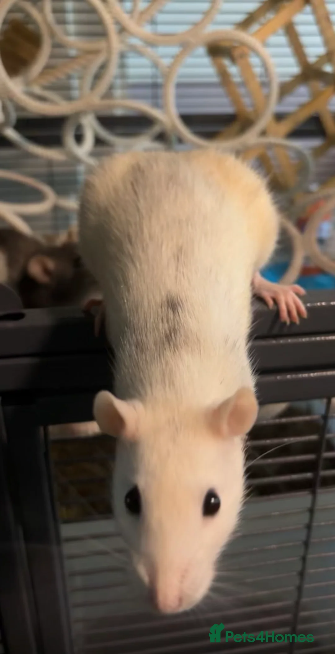 Rat rodents for sale: Solo girl needing home asap in Deal - Advert 1