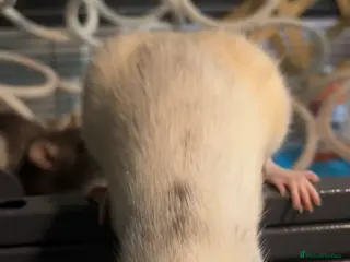 Rat rodents Solo girl needing home asap - Advert 1