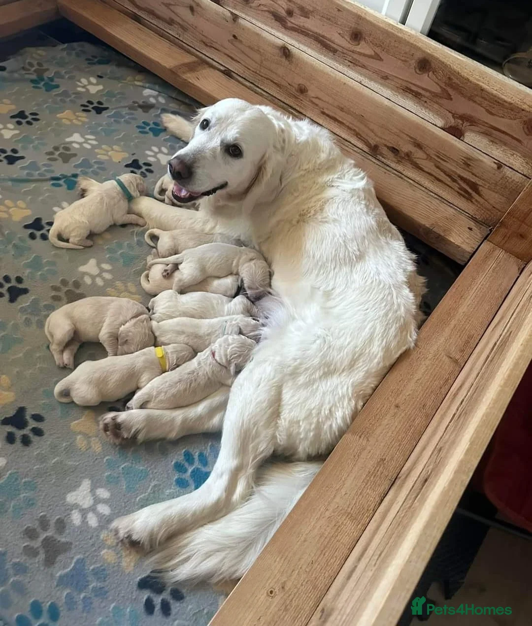 Golden Retriever dogs for sale: STUNNING HEALTH CHECKED AND TESTED PUPPIES  in Manchester - Advert 3