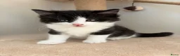 Mixed Breed cats for sale: 4 little kittens on sale in Chelmsford - Advert 18