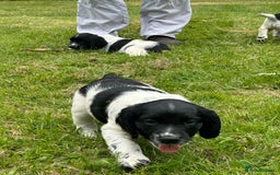 English Springer Spaniel dogs for sale: English Springer Spaniel Puppies for Sale - Image 10