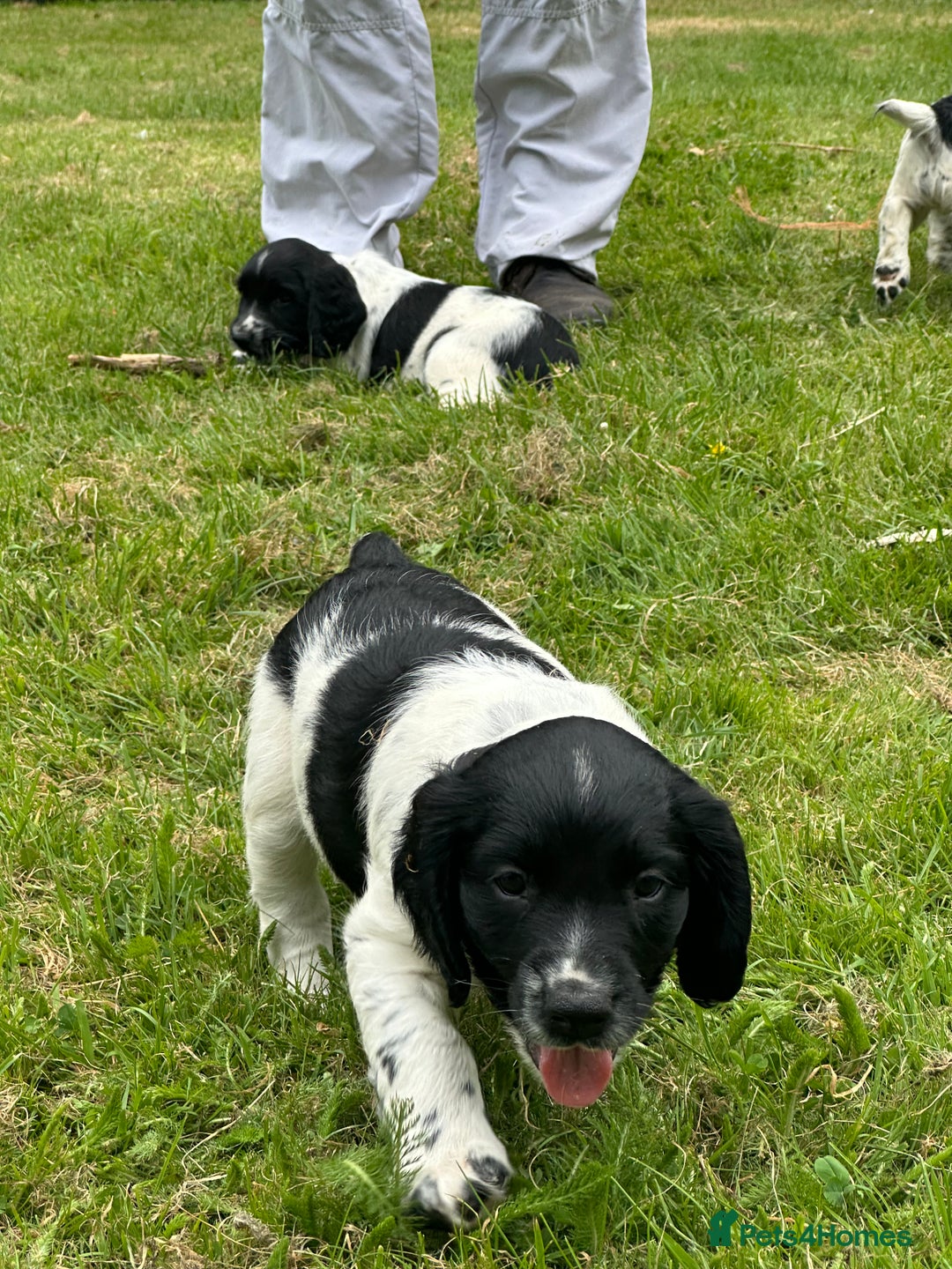 English Springer Spaniel dogs for sale: English Springer Spaniel Puppies for Sale - Image 10