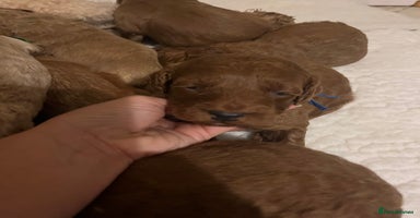 Goldendoodle dogs - Advert 12