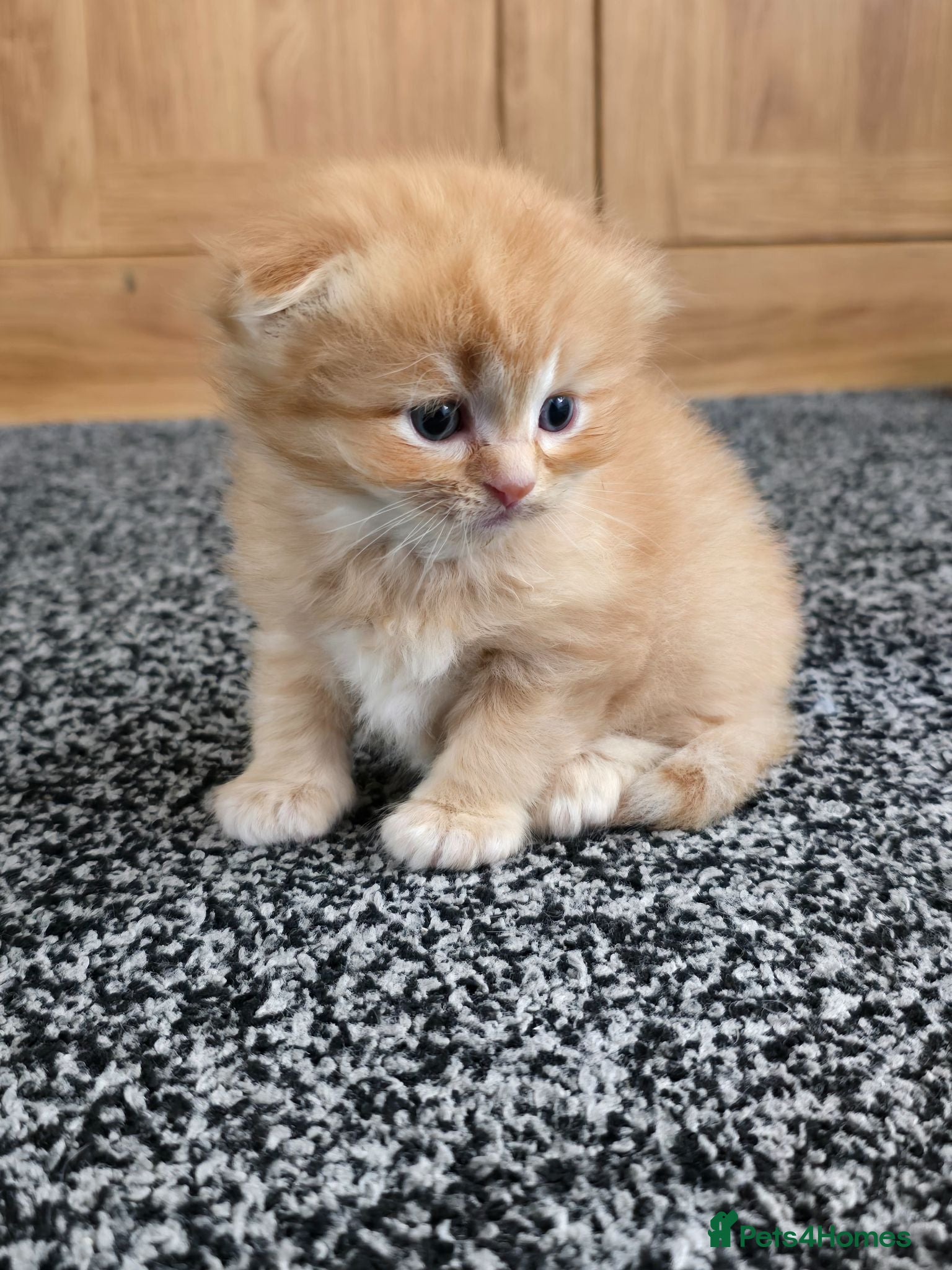 Scottish Fold cats  Beautiful Scottish fold/scottish straight litter - Advert 3