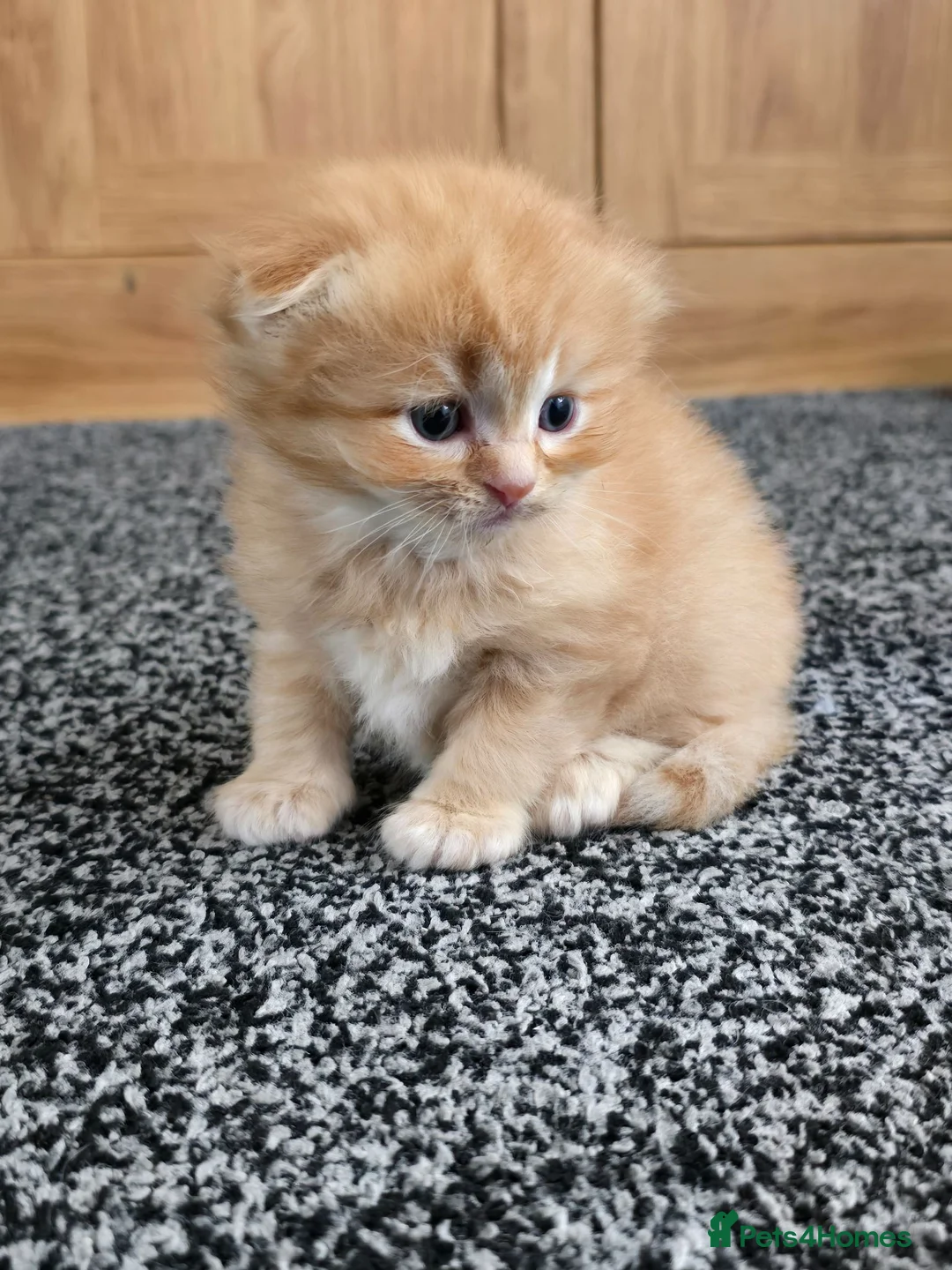 Scottish Fold cats for sale:  Beautiful Scottish fold/scottish straight litter - Advert 1