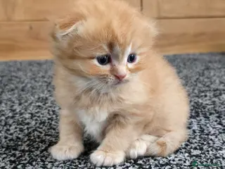 Scottish Fold cats Beautiful Scottish fold/scottish straight litter - Advert 2