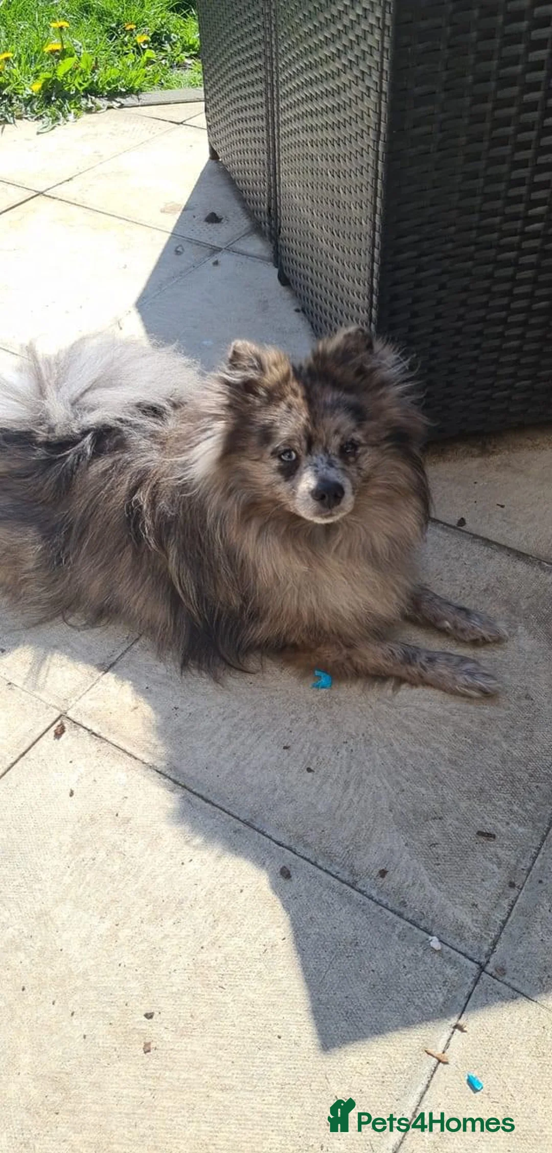 Pomeranian dogs for stud: Blue Merle pomeranian for stud in Houghton le Spring - Advert 3