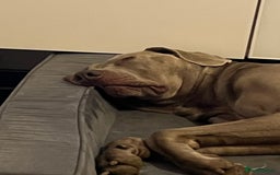 Weimaraner dogs for stud: Words of Wisdom in Bedford - Image 12