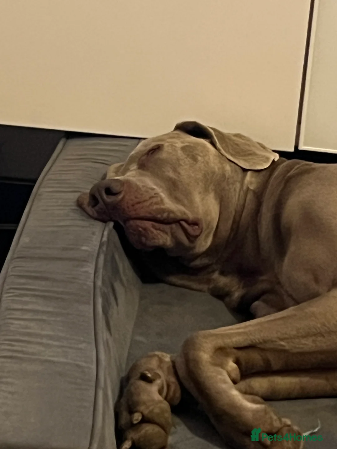 Weimaraner dogs for stud: Words of Wisdom in Bedford - Advert 12