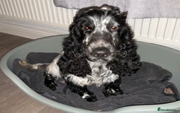 Cocker Spaniel dogs for sale: Kc reg show cocker spaniels. Heath tested parents - Image 9
