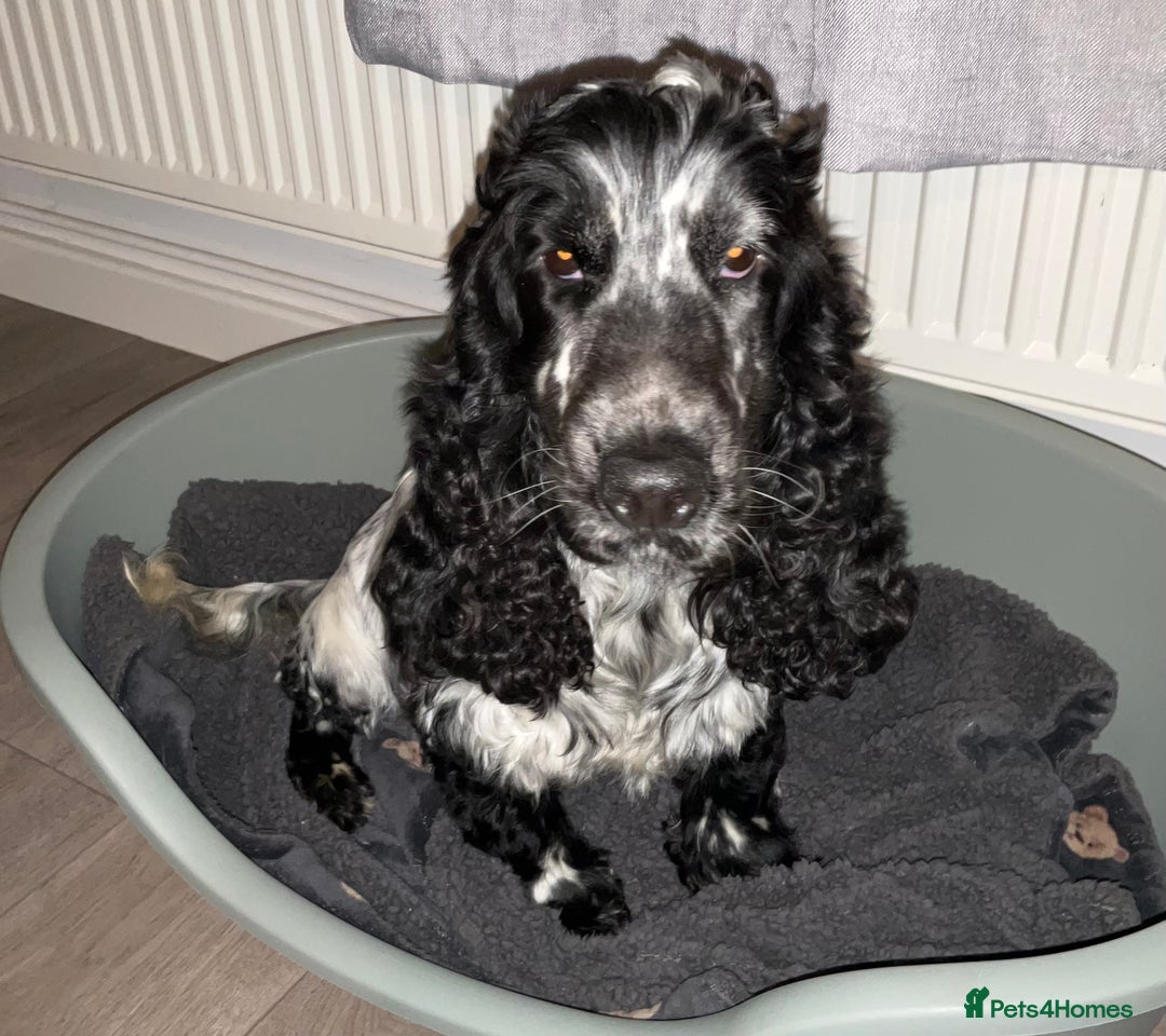 Cocker Spaniel dogs for sale: Kc reg show cocker spaniels. Heath tested parents - Image 9