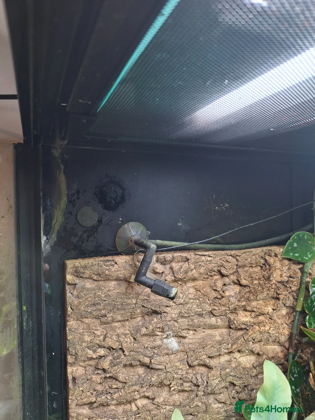 Frog reptiles for sale: 3 Borneo Eared Frogs w/setup in Hereford - Advert 10