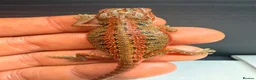 Bearded Dragon reptiles for sale: Stunning Baby Bearded Dragons – Monster x Spanish  - Advert 5