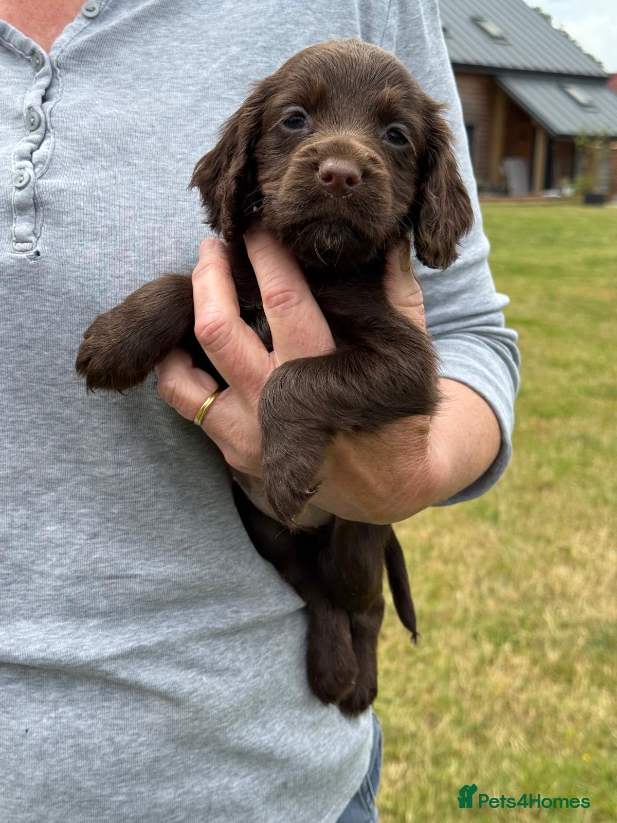 Cocker Spaniel dogs Cocker Spaniel puppies - Advert 2