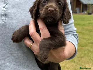 Cocker Spaniel dogs Cocker Spaniel puppies - Advert 1