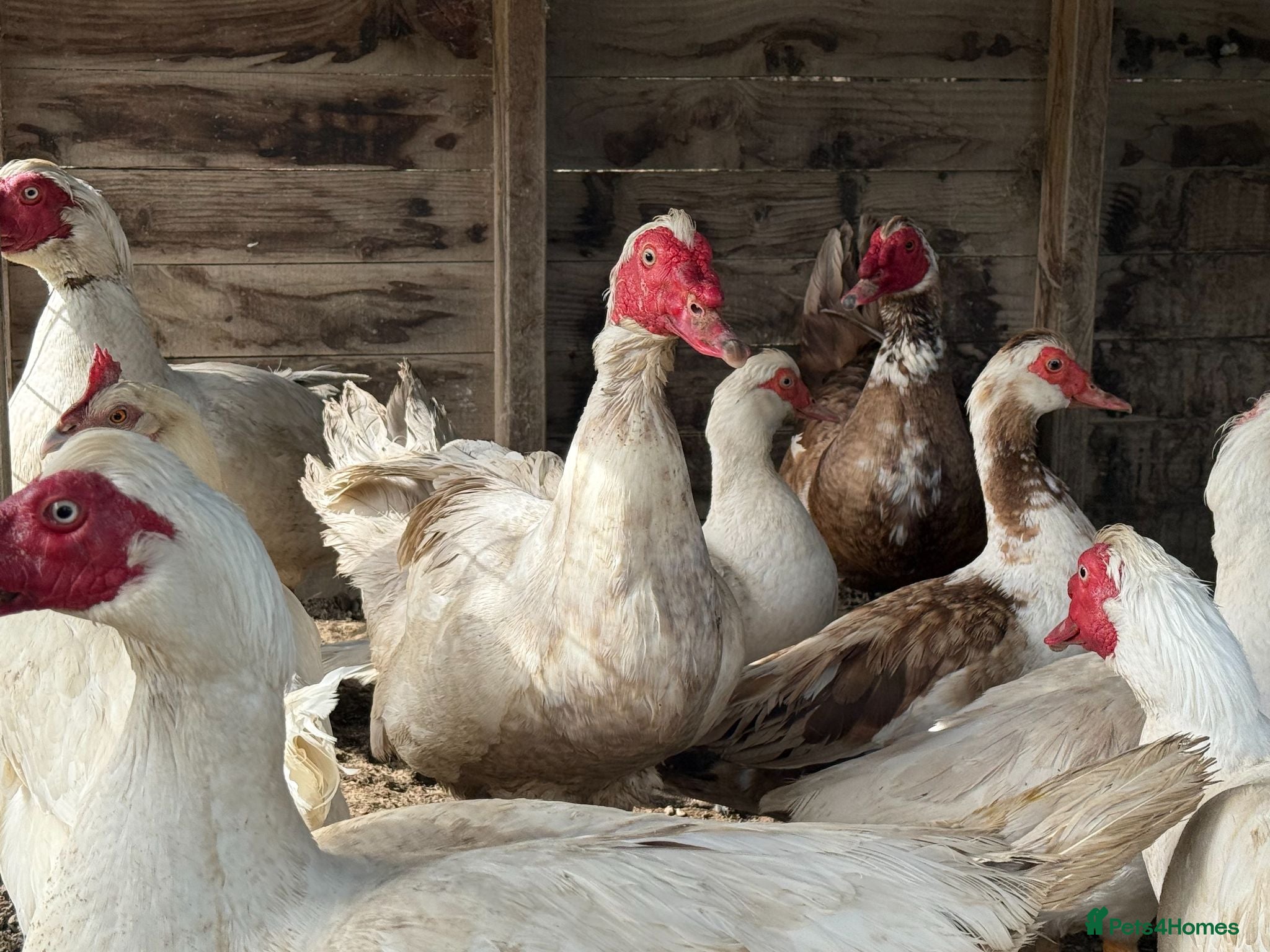 Ducks poultry Muscovy Ducks and Drakes for sale - Advert 1