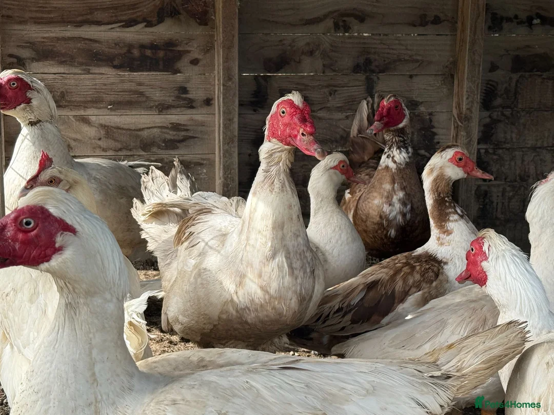 Ducks poultry for sale: Muscovy Ducks and Drakes for sale in Oswestry - Advert 1