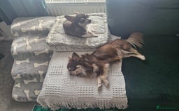 Mixed Breed dogs for sale: Lovely Little Dogs (Brothers) - Image 3