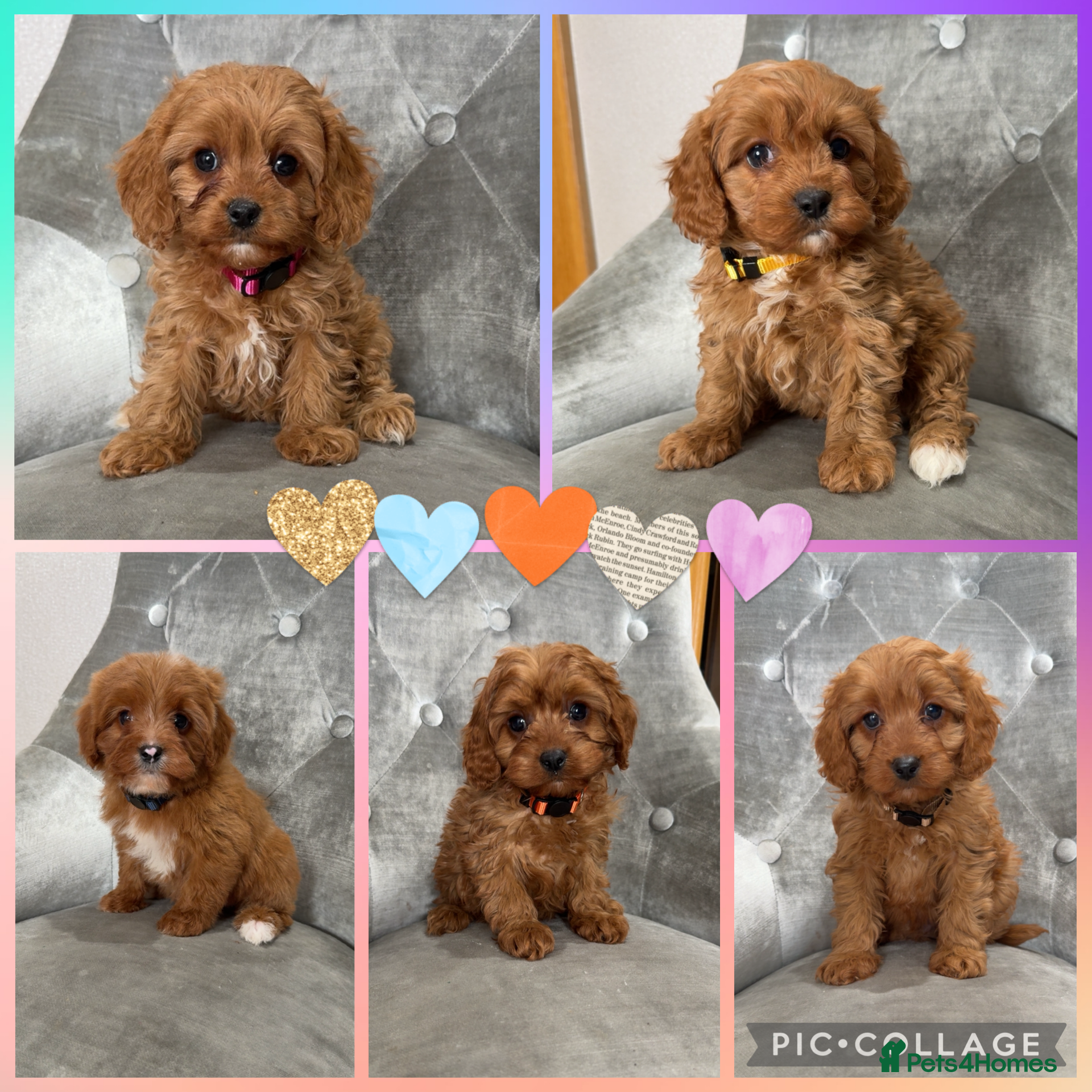 Cavapoo dogs Beautiful F1 Cavapoos - Advert 4