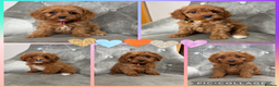 Cavapoo dogs for sale: Beautiful F1 Cavapoos - Advert 1