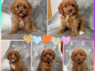 Cavapoo dogs Beautiful F1 Cavapoos - Advert 5