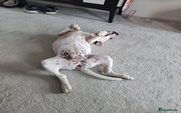 Staffordshire Bull Terrier dogs for sale: Gorgeous girl  - Image 5