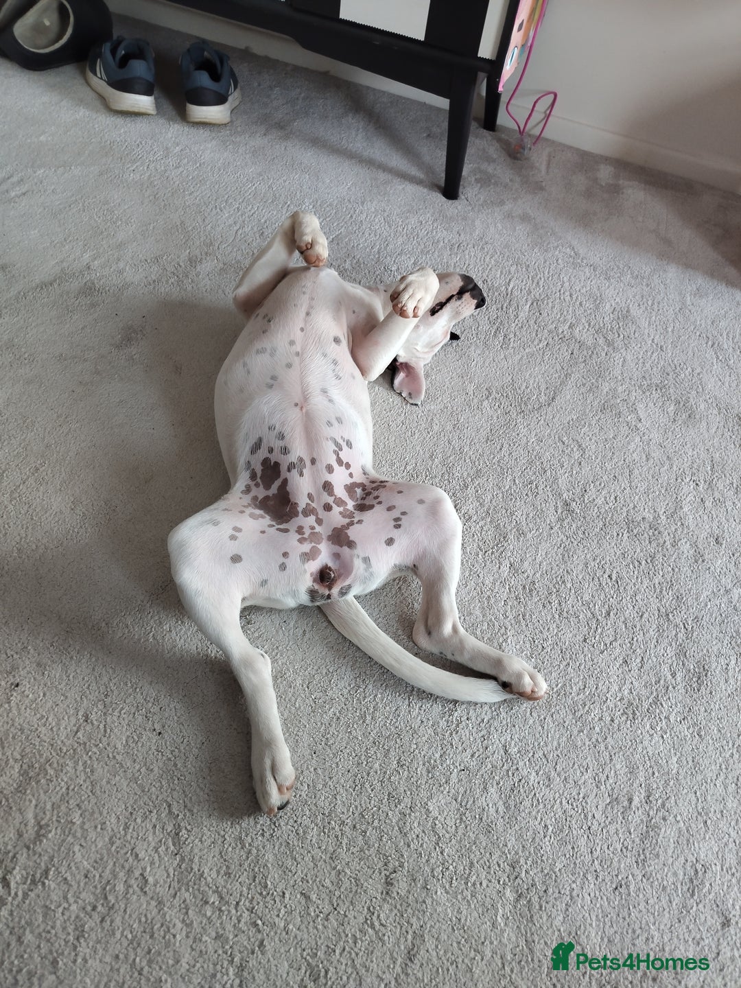 Staffordshire Bull Terrier dogs for sale: Gorgeous girl  - Image 5