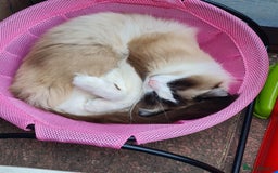 Ragdoll cats for sale: Male Ragdoll for sale  - Image 3