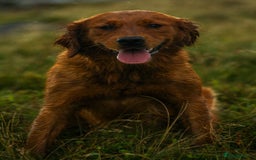 Golden Retriever dogs for sale: Stunning Golden Retrievers - Image 4