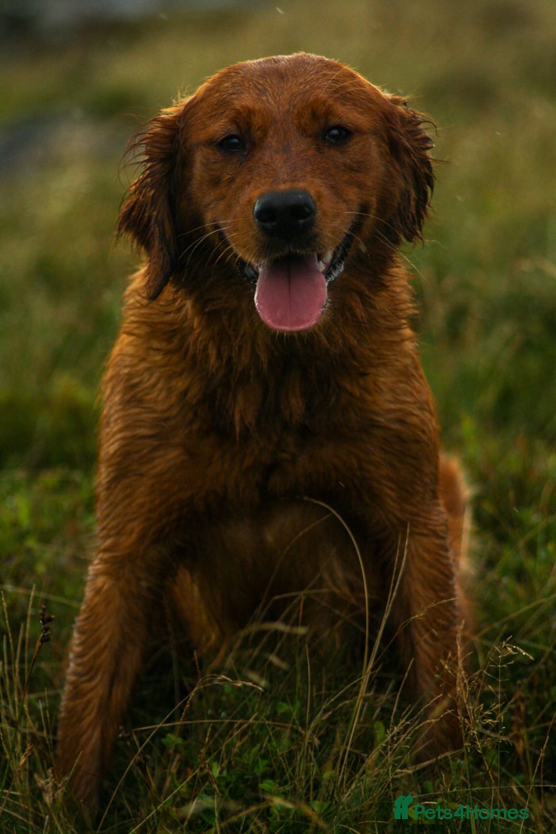 Golden Retriever dogs for sale: Stunning Golden Retrievers - Image 4