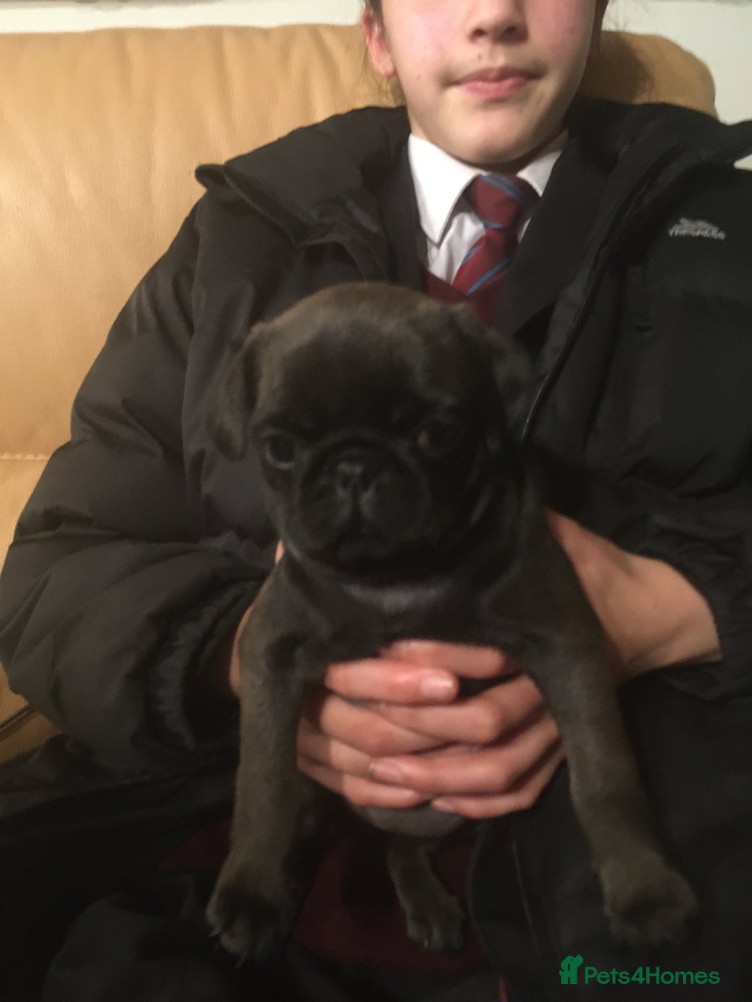 Pug dogs for sale: Platinum pug girls vaccinated Insured microchipped - Image 12