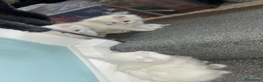 Mixed Breed Kitten 4