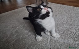 Mixed Breed cats for sale: Beautiful and very playful Male kitten 😸  - Image 3