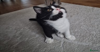 Mixed Breed cats - Advert 3